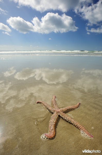 IJszeester op het strand