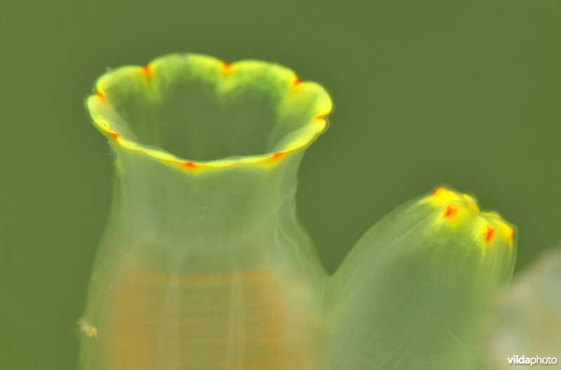 Doorschijnende zakpijp