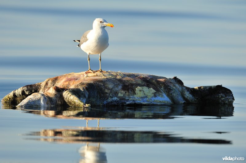 Geelpootmeeuw op dode Groene zeeschildpad