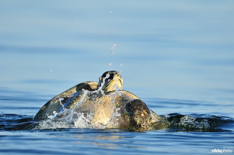 Paring van Groene zeeschildpad