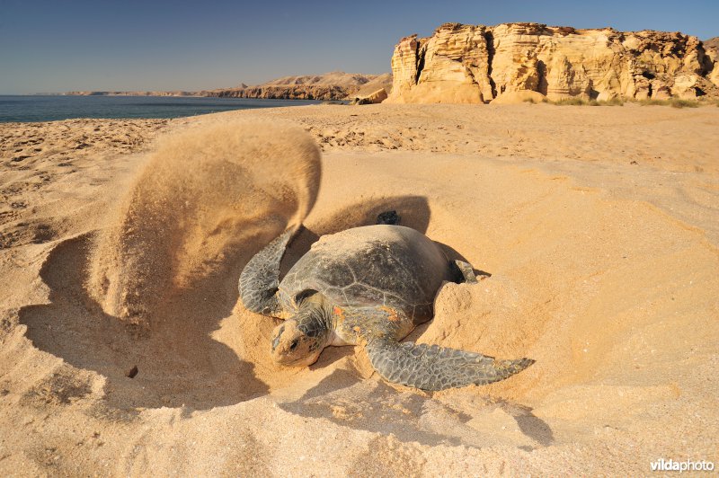 Groene zeeschildpad begraaft haar eieren