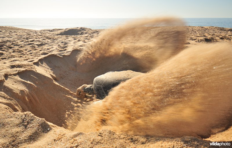 Groene zeeschildpad begraaft haar eieren