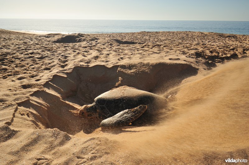 Groene zeeschildpad begraaft haar eieren