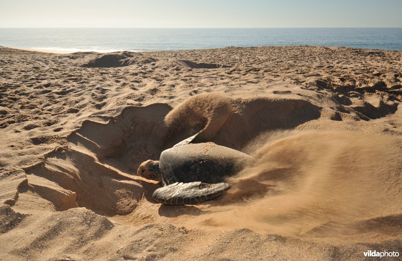 Groene zeeschildpad begraaft haar eieren