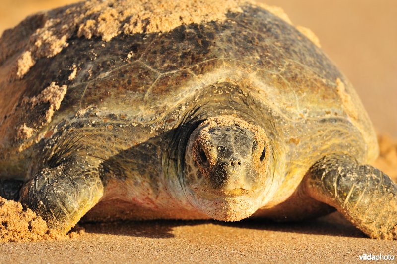 Groene zeeschildpad