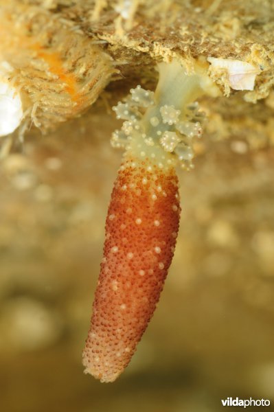 Candelabrum Cocksi