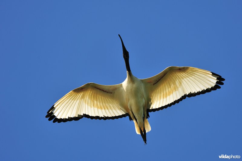 Heilige ibis