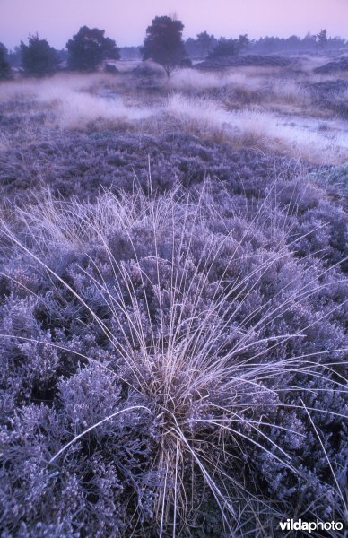 Winterse ochtend op de Kalmthoutse heide