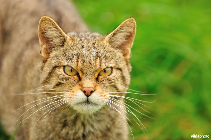Wilde kat