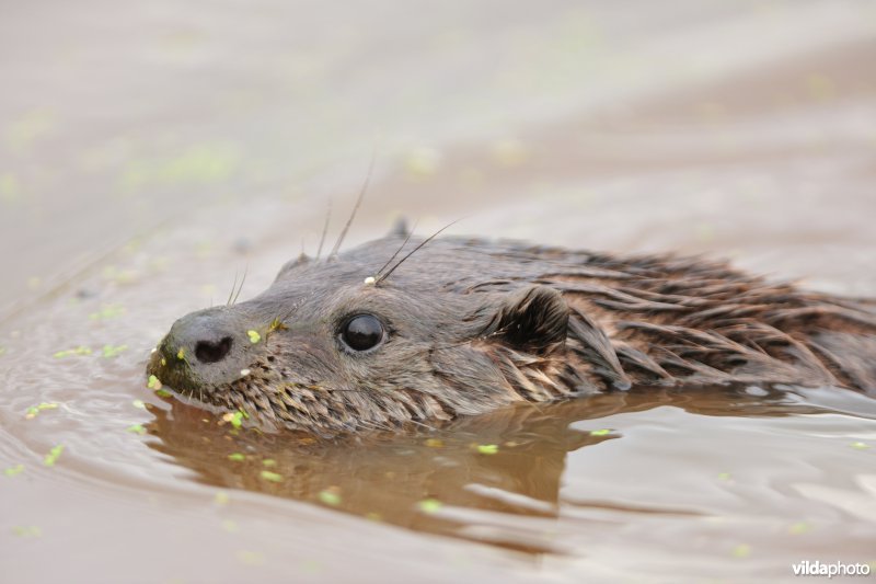 Otter