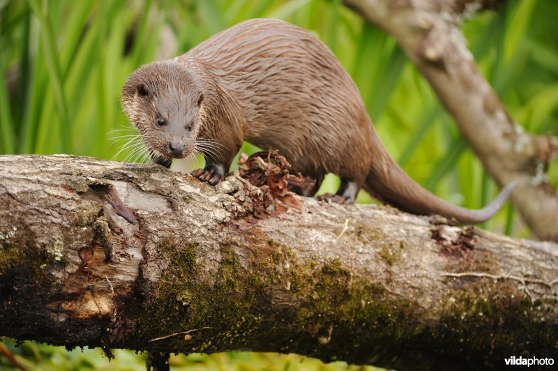 Otter