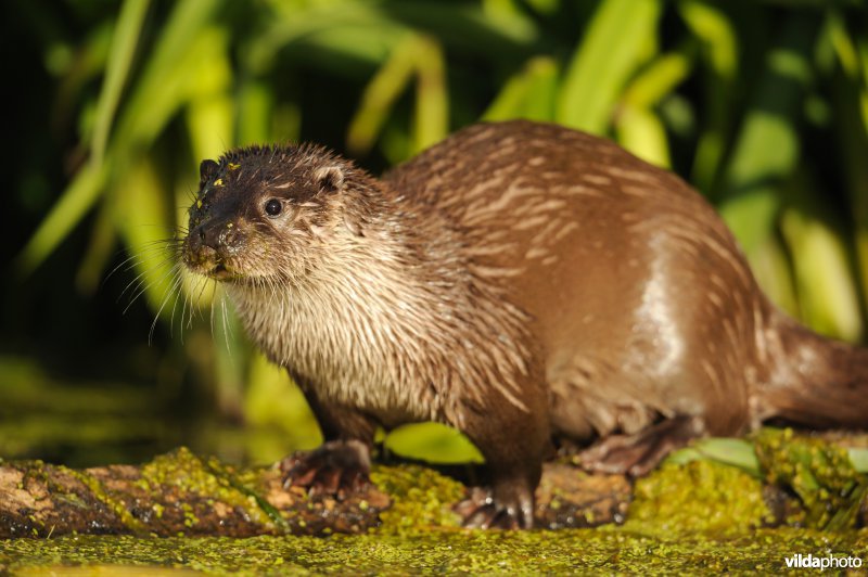 Otter