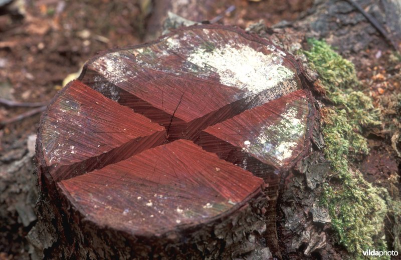 Bestrijding Amerikaanse vogelkers met glyfosaat
