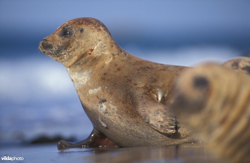 Gewone zeehond