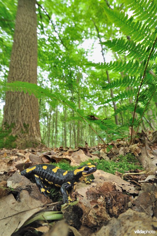 Vuursalamander in het bos