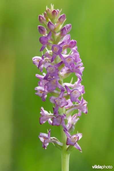 welriekende muggenorchis