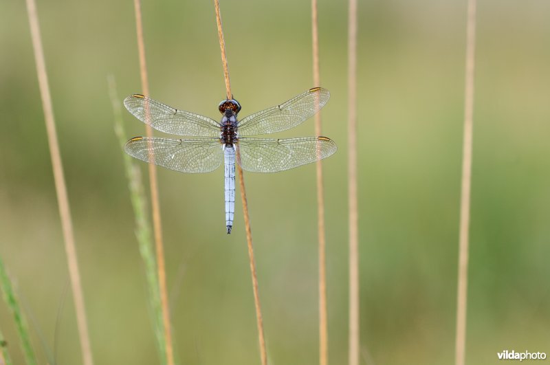 Mannetje beekoeverlibel