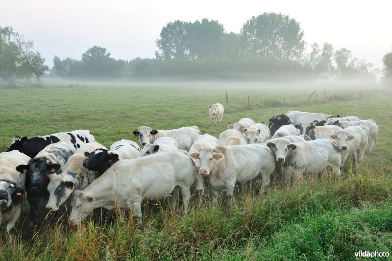 Laag-Vlaanderen