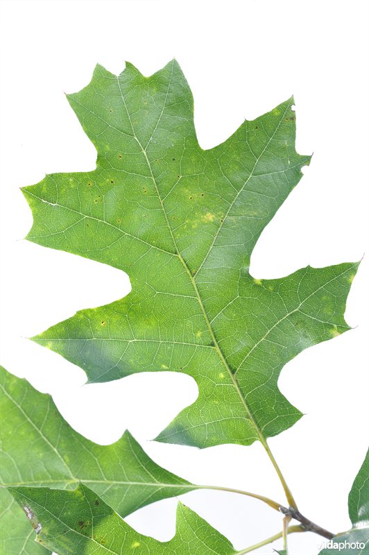 Quercus shumardii