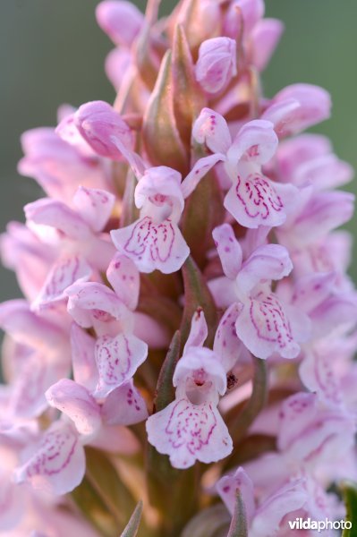 Vleeskleurige orchis