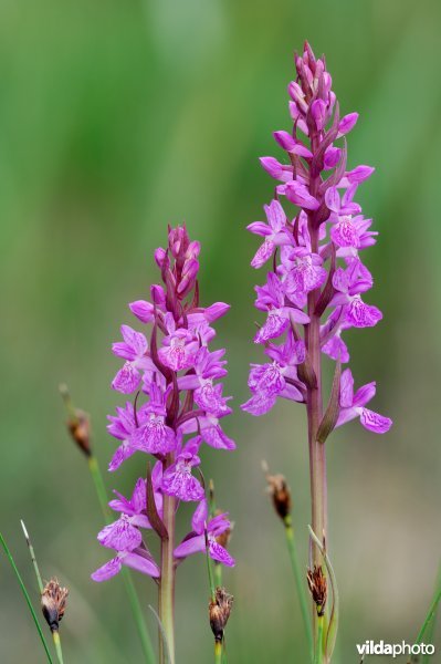 Duo Brenne-orchissen