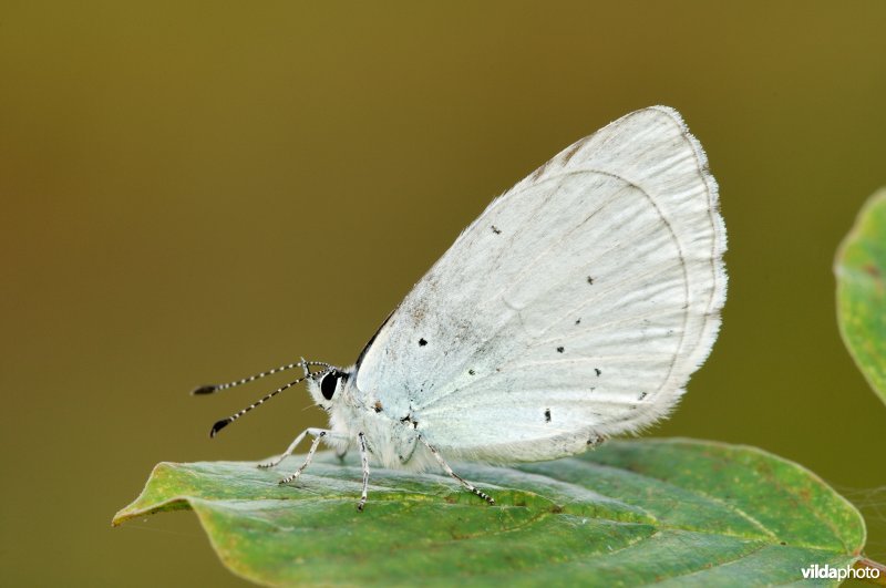 boomblauwtje