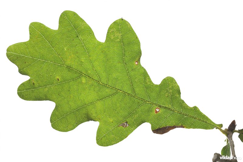 Wintereik