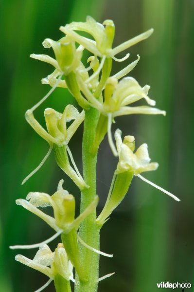Bloemen van groenknolorchis
