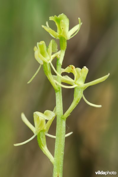 Groenknolorchis