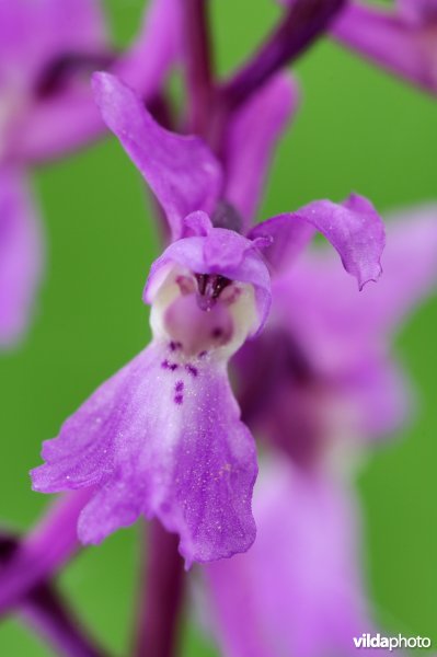 Bloempje van mannetjesorchis