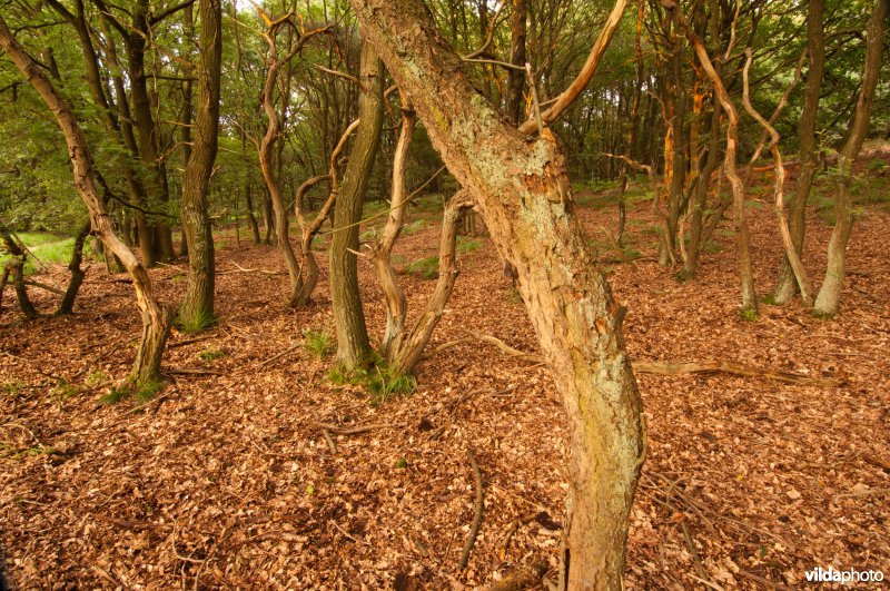 Eiken in oud eikenhakhout