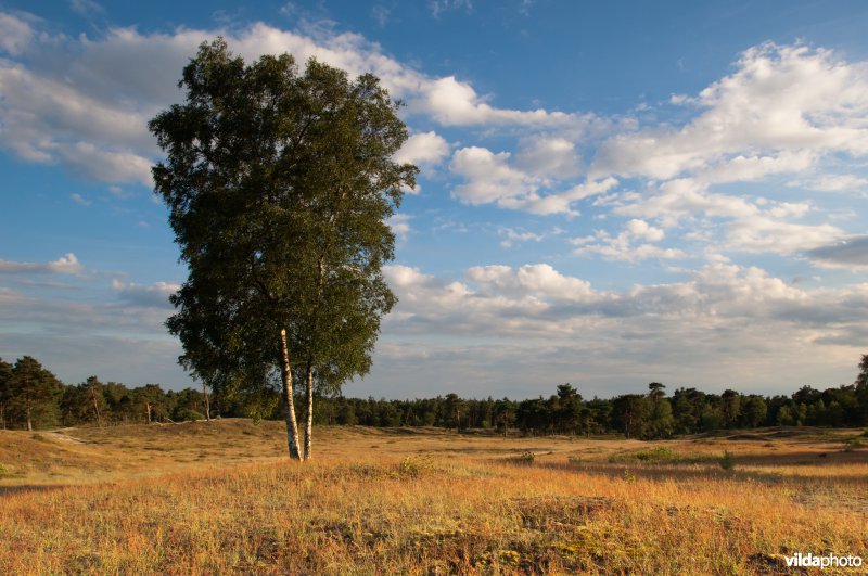 Leersumse Veld