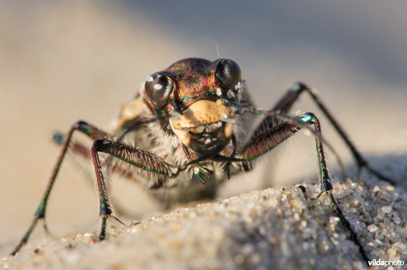 Basterdzandloopkever