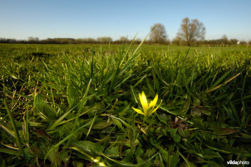 Weidegeelster in grasland