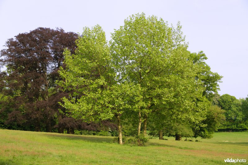 Platanen in een park