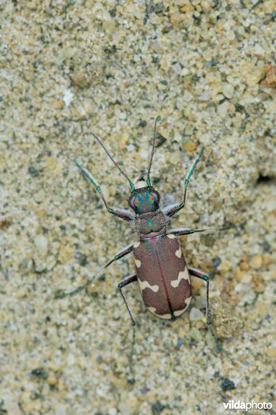 Basterdzandloopkever