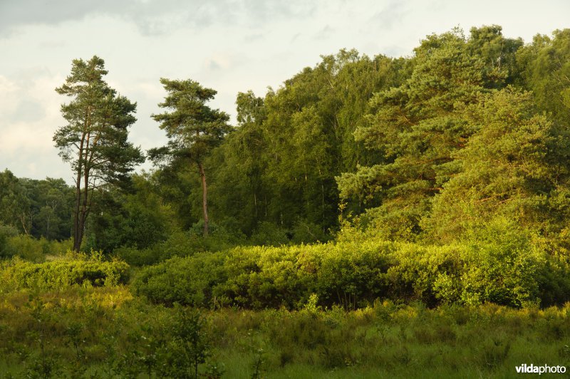 Empese en Tondense Heide