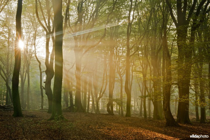 Zonnestralen in beukenbos