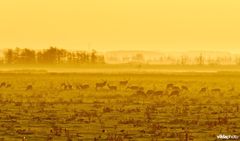 Edelherten in de Oostvaardersplassen
