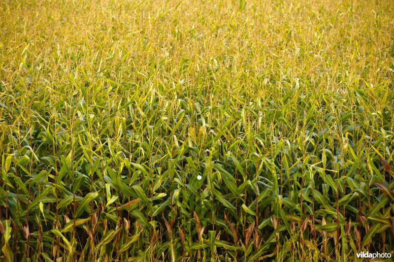 Maisakker met akkerwinde