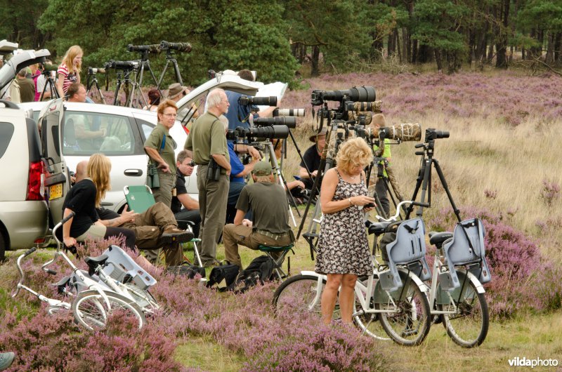 Bronst-toerisme op de Veluwe
