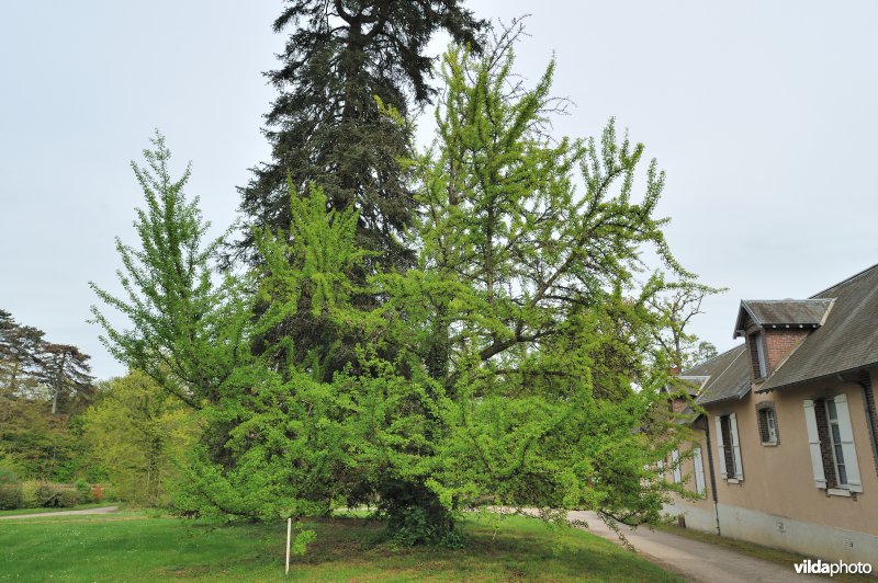 Ginkgo