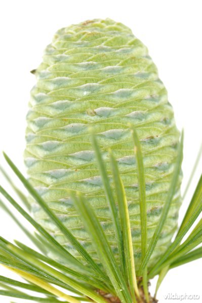 Himalayaceder