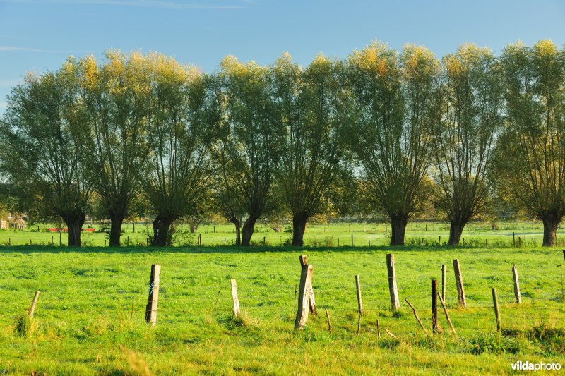 Kalkense meersen