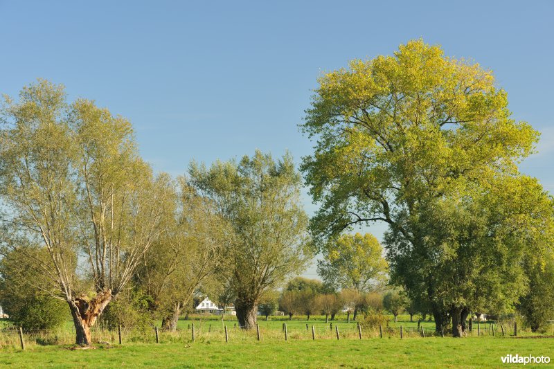 Veemeersen