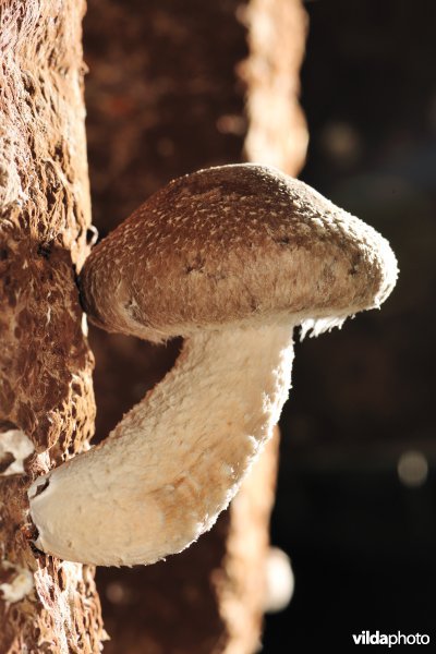 Kweek van Shiitake 