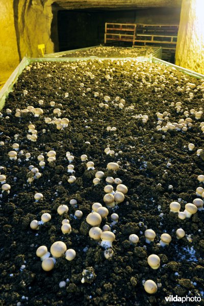 Kweek van Kastanjechampignons