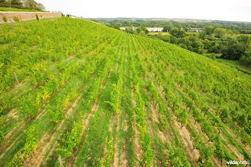 Wijngaarden van de Loire