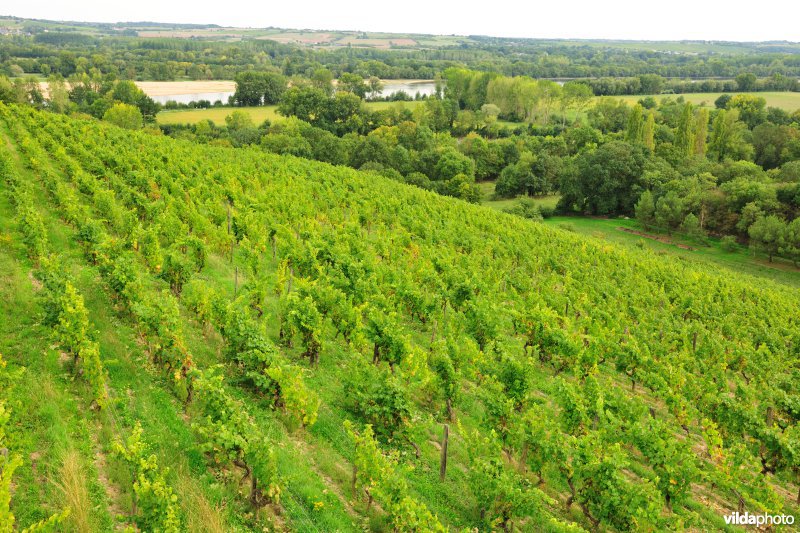 Wijngaarden van de Loire