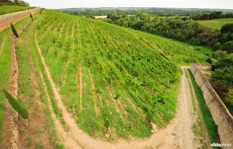 Wijngaarden van de Loire